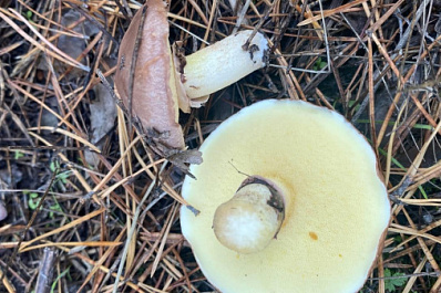 Топовые шеф-повара рассказали о необычных рецептах из грибов