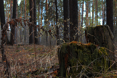 Поисковый отряд Лиза Алерт испытает добровольцев-новичков в лесах под Сызранью