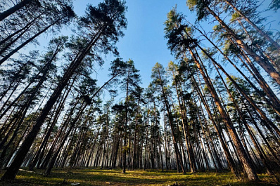 В Тольятти до 20 октября ввели запрет на посещение лесов