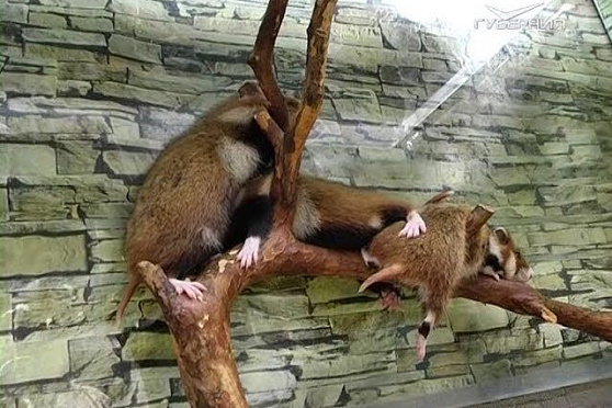 Как защитить дачу от хомяков. Удачные заметки от 24.07.2018