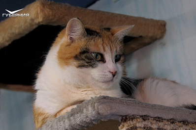 Жители Самарской области могут пополнить ряды зооволонтеров