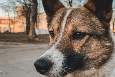 Кинолог рассказал, можно ли целовать собак