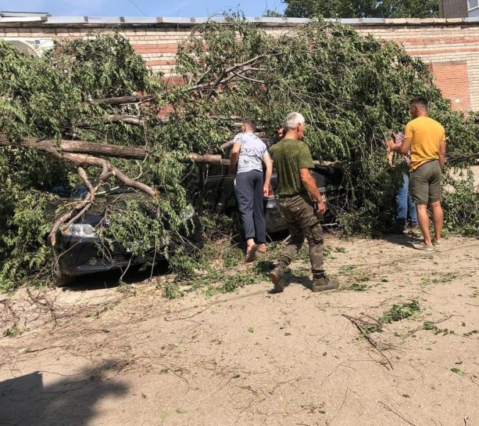В Самаре крупное дерево раздавило четыре машины