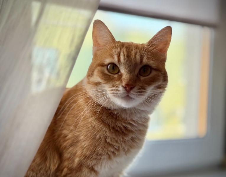 Предупредила о пожаре: кошка спасла жизнь школьнице и ее бабушке