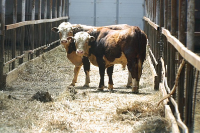 От нескольких коров к большому хозяйству: предпринимательница из Самарской области расширила бизнес благодаря мерам поддержки