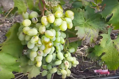 В Ставропольском районе собрали урожай сочного винограда