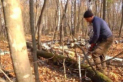 Самарские леса расчищают от мусора и опасных деревьев