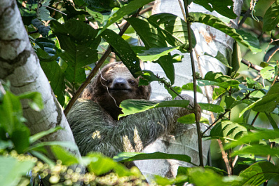 В российском зоопарке родился двупалый ленивец