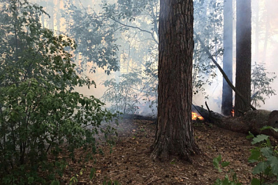 В Тольяттинском лесничестве ликвидировали открытое горение