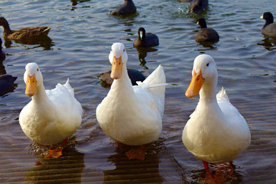 Народные приметы на 28 сентября 2025 года: что нельзя делать в этот день