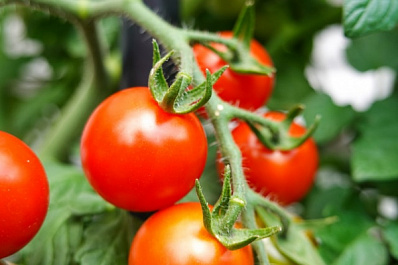 "Появляется раз в 100 лет": в Самаре продают "носатый" помидор за миллион рублей