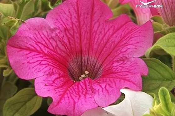 Высаживаем цветочную рассаду, раздаем саженцы. Удачные заметки от 22.05.2018