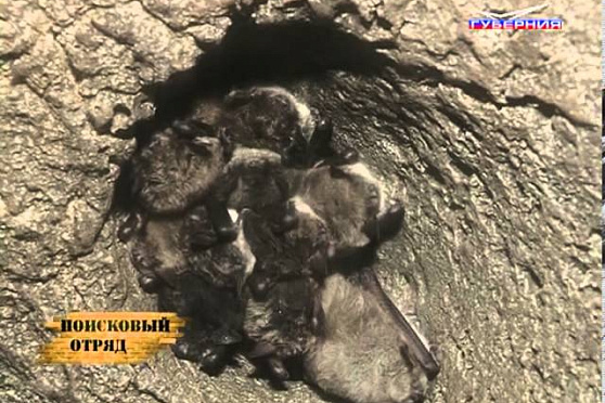 Поисковый отряд. Ширяево, летучие мыши 11.12.2012