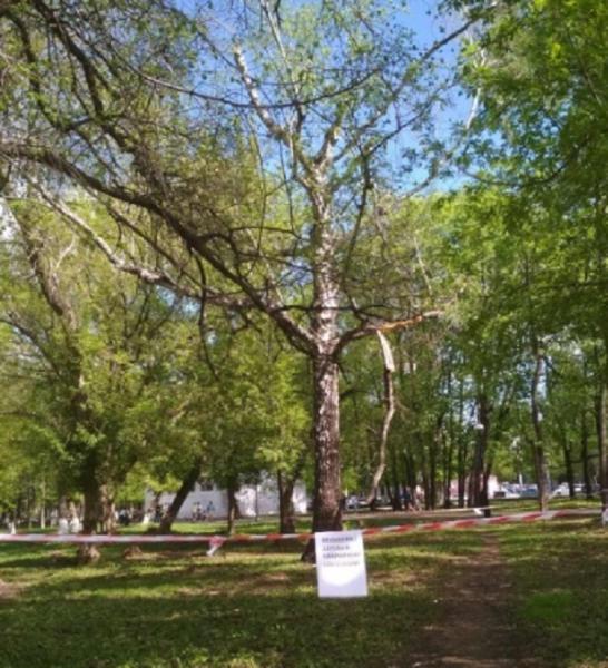 Лечить или снести: в Самаре решают, как поступить с 300-летним дубом