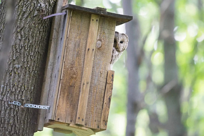 Совята таят опасность: орнитолог рассказал, почему не стоит "спасать" птенцов в лесу
