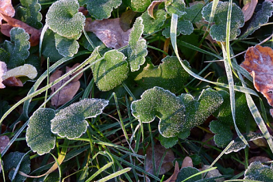 На Самарскую область надвигаются заморозки