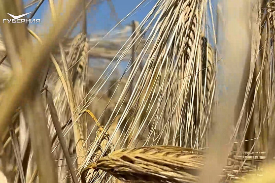 Квантовый ячмень. Агрокурьер