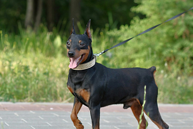 Выбросил в окно: маляр-живописец убил собаку из-за ярости к возлюбленной