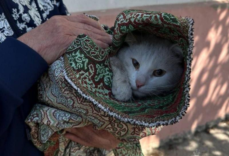 В Самарской области сотрудник МЧС спас кота