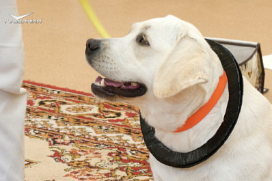 Подружились с лабрадором: в Самаре опробовали новый способ коррекционной помощи детям с ОВЗ