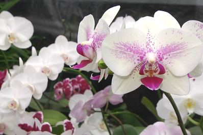 Ботаническому саду в Самаре исполнилось 92 года