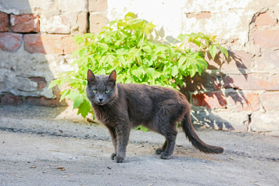 Всемирный день кошек: какие даты отмечают 8 августа
