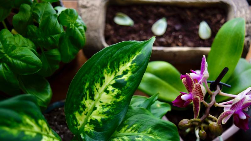 Редчайшая орхидея расцвела в ботаническом саду 