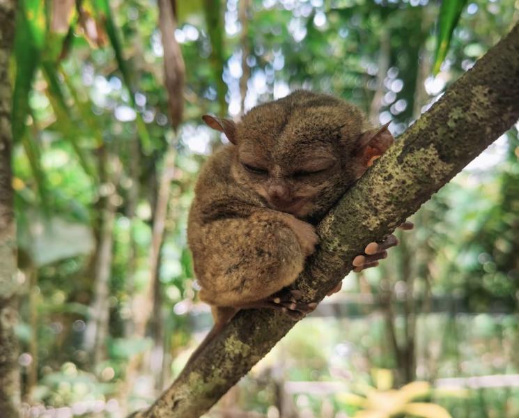 В зоопарке Поволжья родился редкий детеныш долгопят