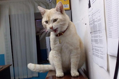 В Самаре у управляющей компании пропал кот-охотник