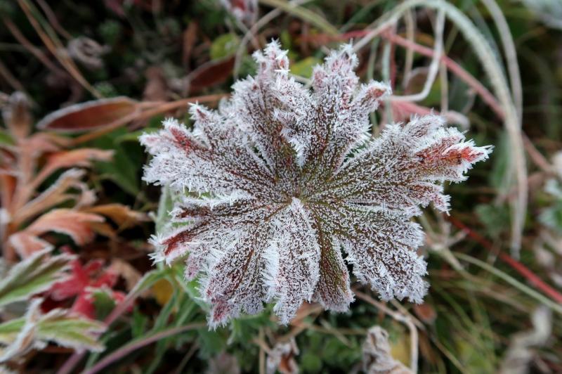 Жителей Самарской области ждут ночные заморозки до -3 °C