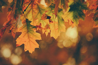 Краски октября: в Жигулевском заповеднике рассказали, почему осенью листья меняют свой цвет и от чего зависит их оттенок