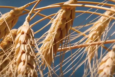 Аграрии Самарской области бьют рекорды по сбору зерна и урожайности