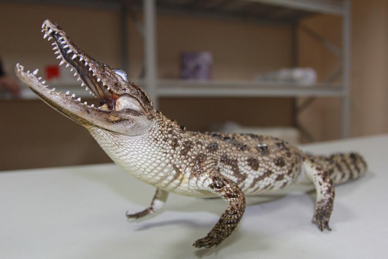 В Самаре таможенники подарили "станции юннатов" конфискованное чучело крокодила
