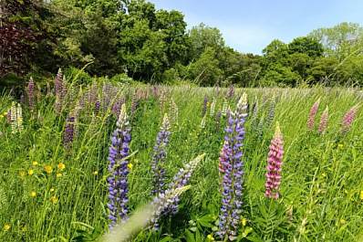 В Самаре состоится открытие выставки "Вкус лета"