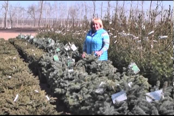 Дачные советы 04.04.2013 