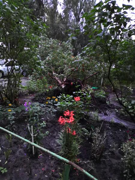 В Тольятти во время урагана дерево упало на припаркованные автомобили