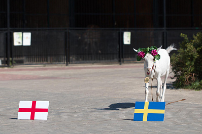Коза-оракул из Самары предсказала исход матча Швеция - Англия