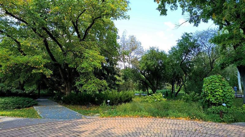 На улицах города заметили необычную белую лисицу