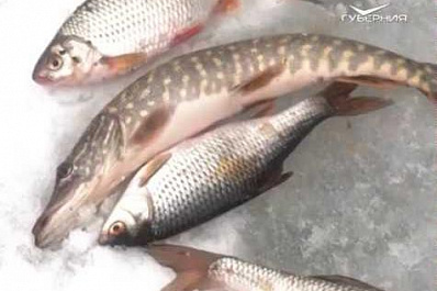 В Самарской области рыбаки вытащили из озера внушительный улов