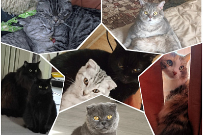 Из клумб, подвалов и по объявлению: сотрудники СОВА в День кошек рассказали о своих питомцах