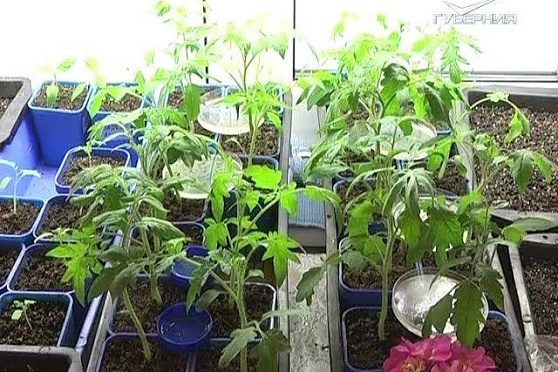 Дачные советы 10.03.2016