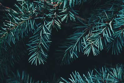 В Новокуйбышевске высадили 226 кустов можжевельника