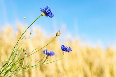 В Самарской области отступает аномальная жара