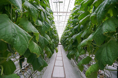 Самарская агрокомпания увеличила эффективность сбора огурцов на 50 % благодаря федпроекту "Производительность труда"