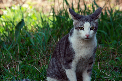 Ветеринар рассказал, что нужно сделать перед приобретением четвероногого друга