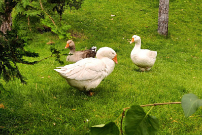 Название статьи