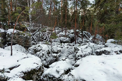 Поймали с поличным: в Кинельском районе лесоруба оштрафовали почти на 1,5 млн рублей