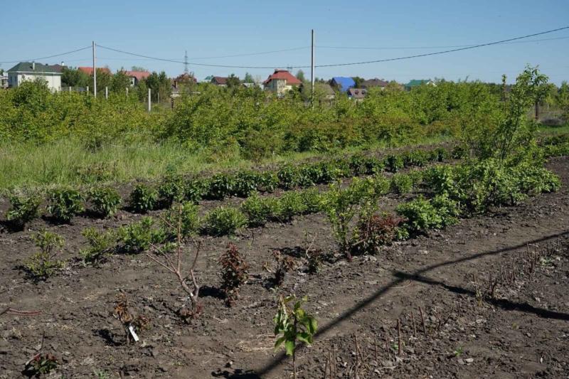 Запрещенные растения и грибы: рассказываем, чем грозит незаконное выращивание на даче