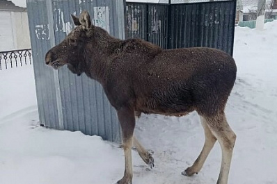 В Самарской области молодой лось просил у людей еды
