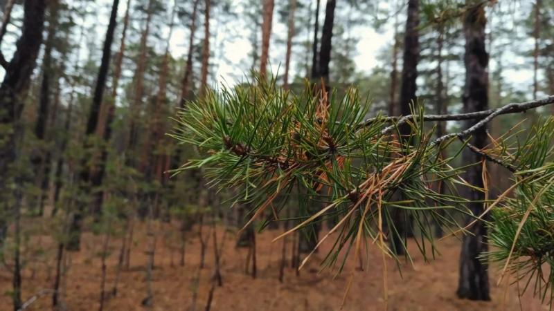 В Роспотребнадзоре рассказали, как не заразиться болезнями от грызунов